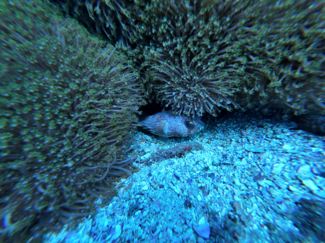 Gold Coast Dive Adventures-Runaway Bay必去景点