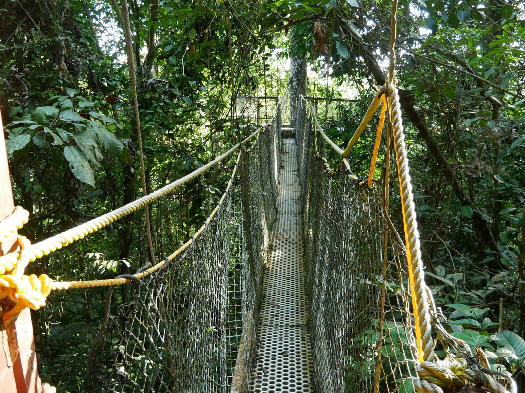 Iwokrama Canopy Walkway-Iwokrama Forest必去景点