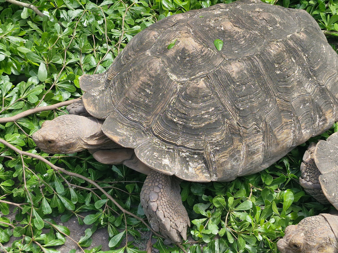 Zoo de Martinique-Le Carbet必去景点