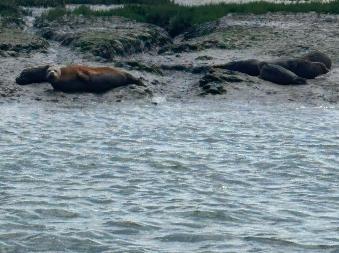 Discovery Seal Trips-Rochford必去景点