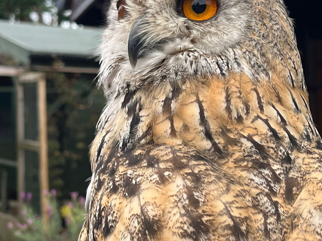 SMJ Falconry-Oxenhope必去景点