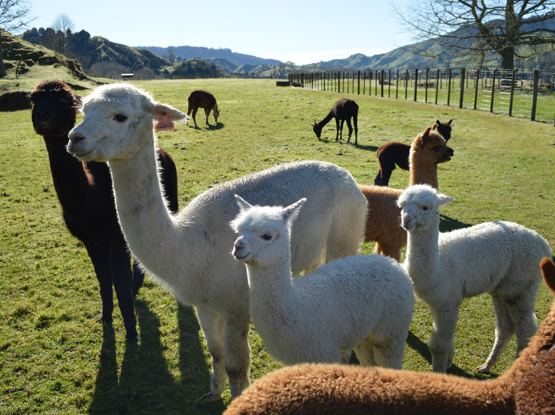 Nevalea Alpacas-Taumarunui必去景点