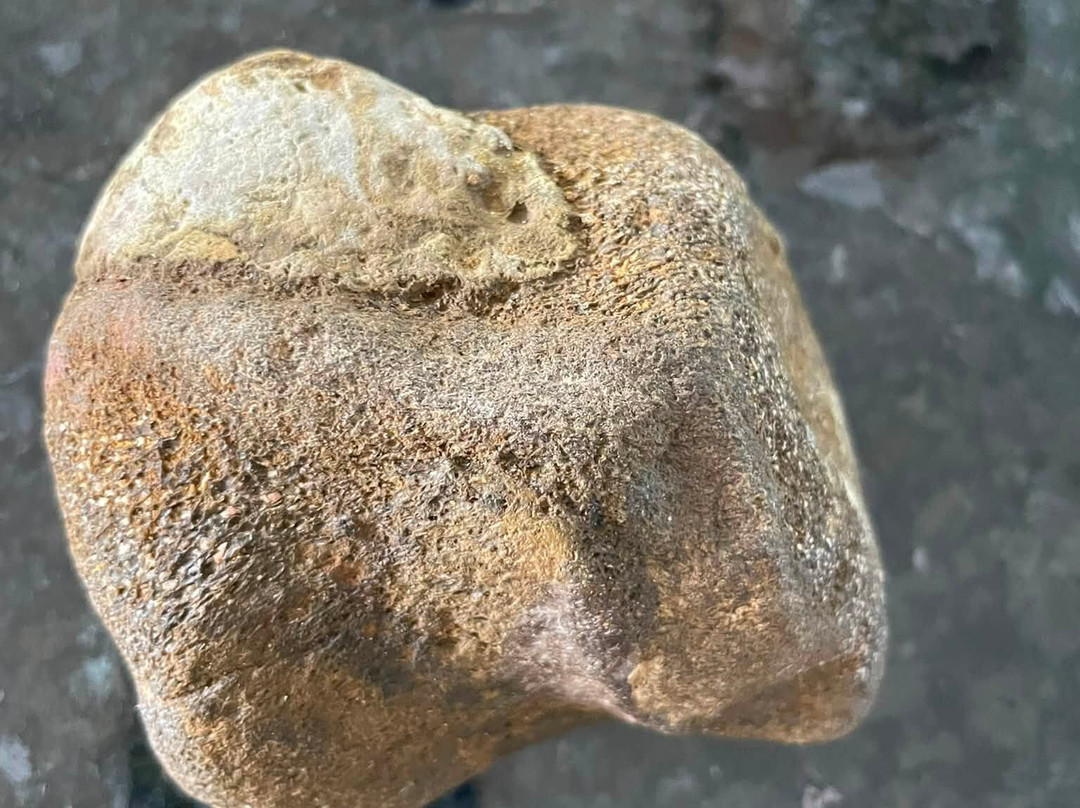 Dinosaur Expeditions CIC-Brighstone必去景点