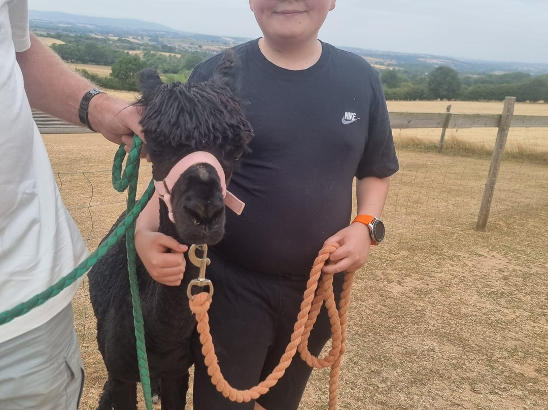Severn Valley Alpacas-Bridgnorth必去景点