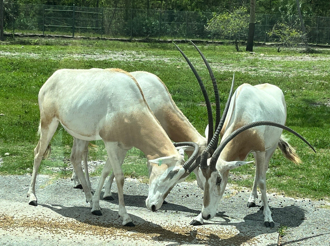 Lion Country Safari-Loxahatchee必去景点