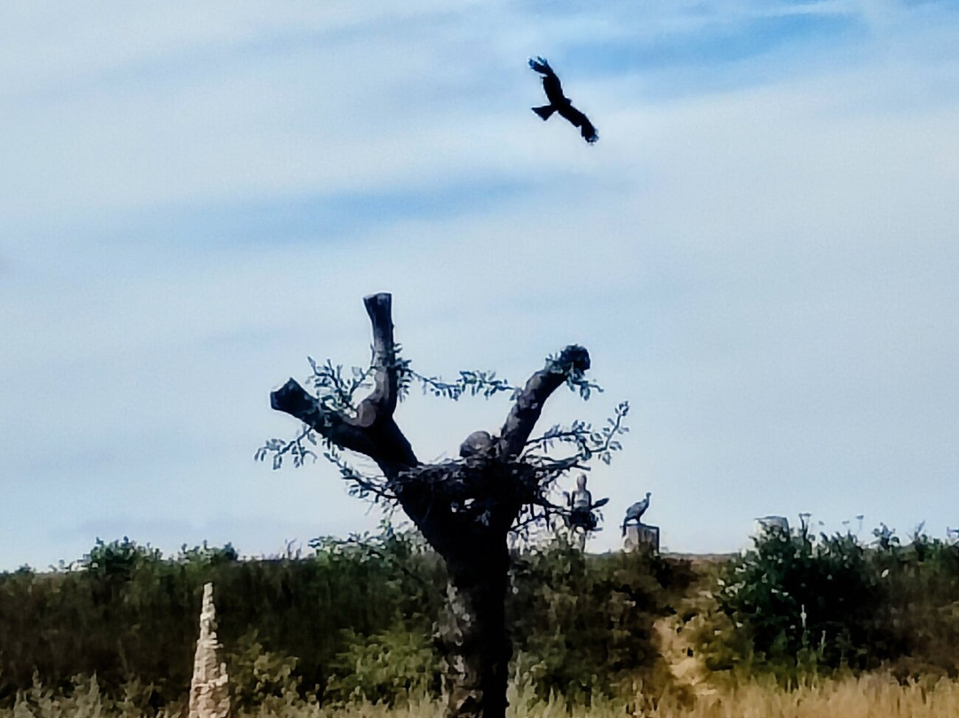 Hawk Conservancy Trust Bird of Prey Centre-Andover必去景点