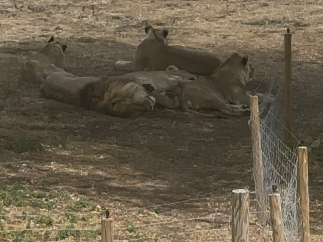 Yorkshire Wildlife Park-Auckley必去景点