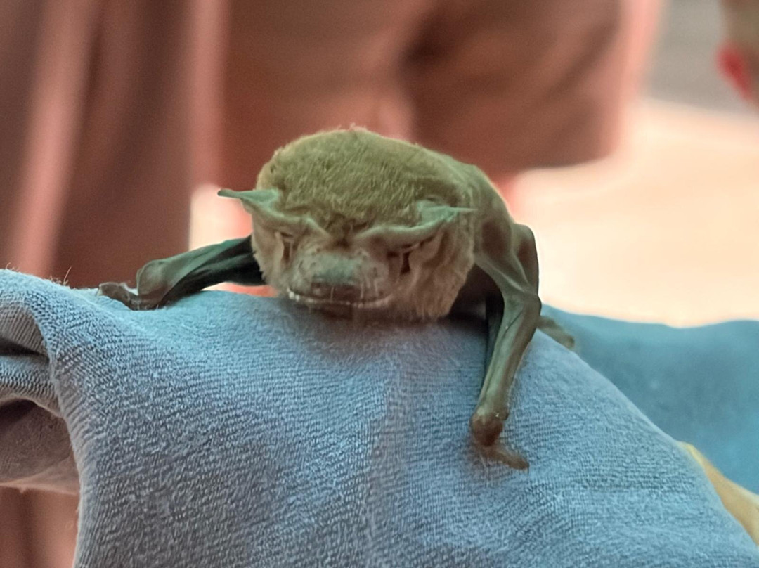 The Bat Hospital Visitor Centre- 阿瑟顿必去景点