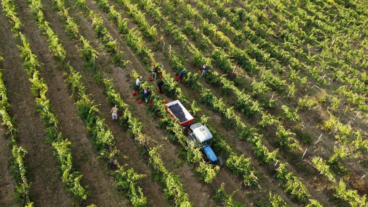 伊索拉威德农场-旅行者