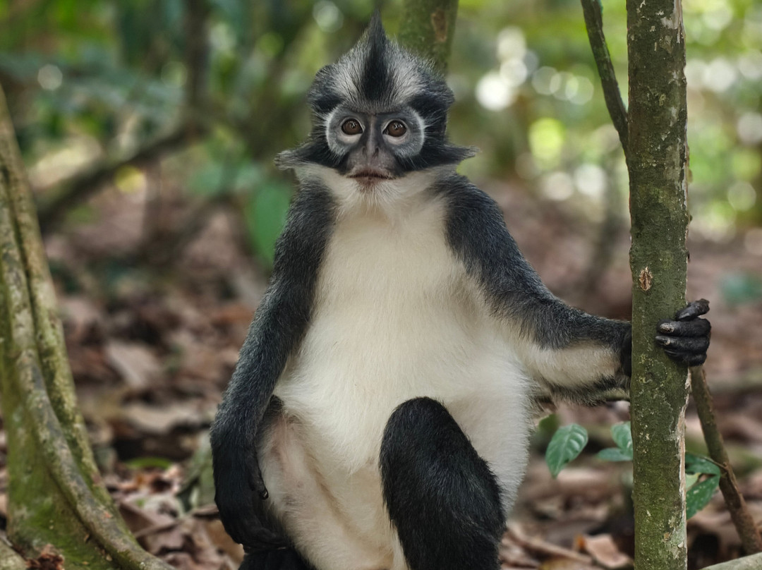 Bukit Lawang Travel-武吉拉旺必去景点