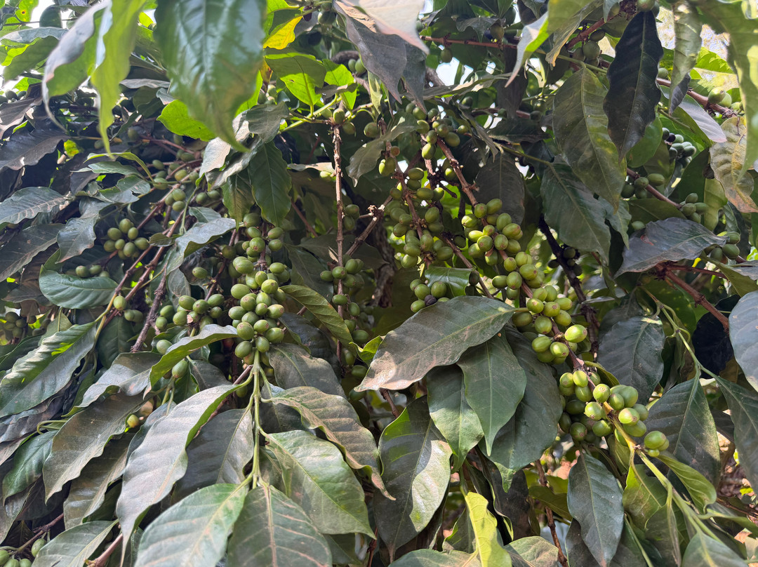 Fairview Coffee Estate-内罗毕必去景点