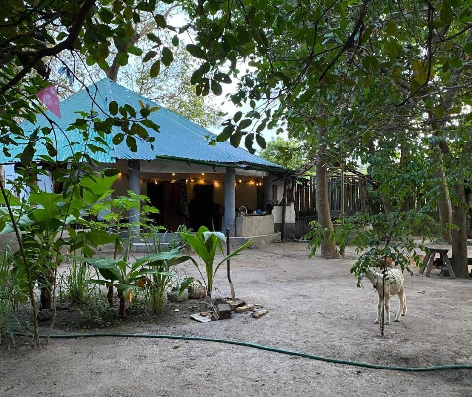 Bush Baby Compound