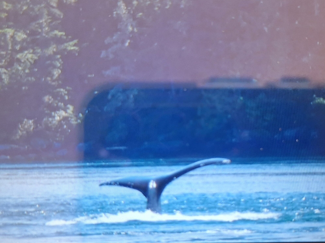 Seasmoke Whale Watching-Alert Bay必去景点