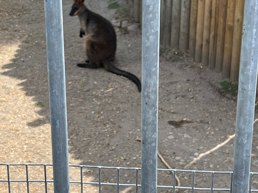 Cougar Mountain Zoo-伊瑟阔必去景点