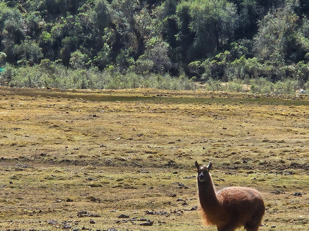 SAM Travel Peru-库斯科必去景点
