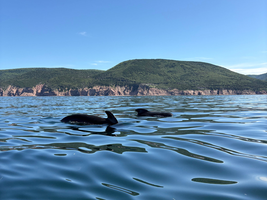 Capt. Mark's Whale and Seal Cruise-Pleasant Bay必去景点