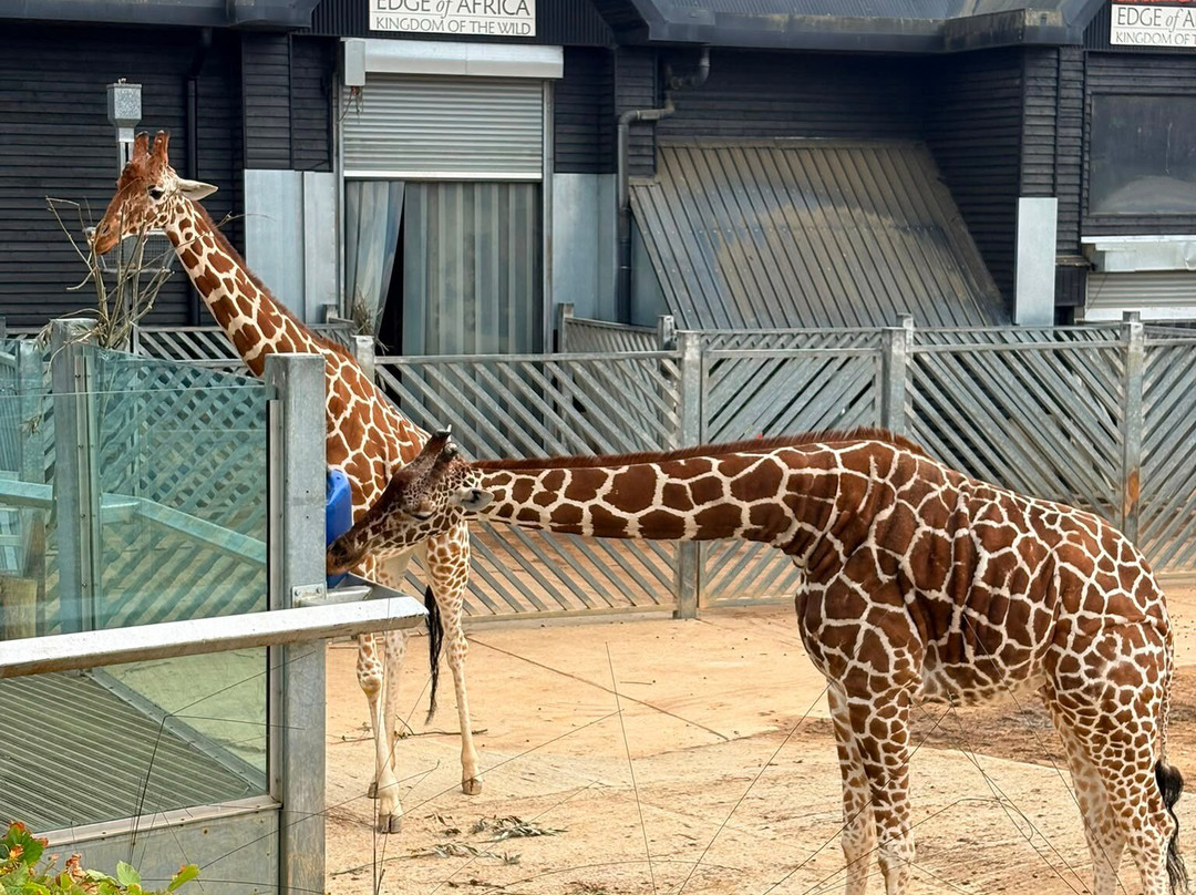Colchester Zoo-科尔切斯特必去景点