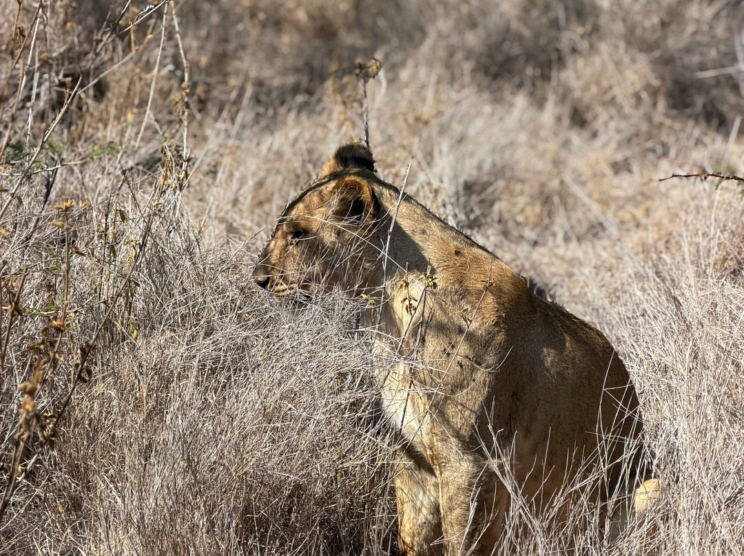 Lewa Wildlife Conservancy-Isiolo必去景点