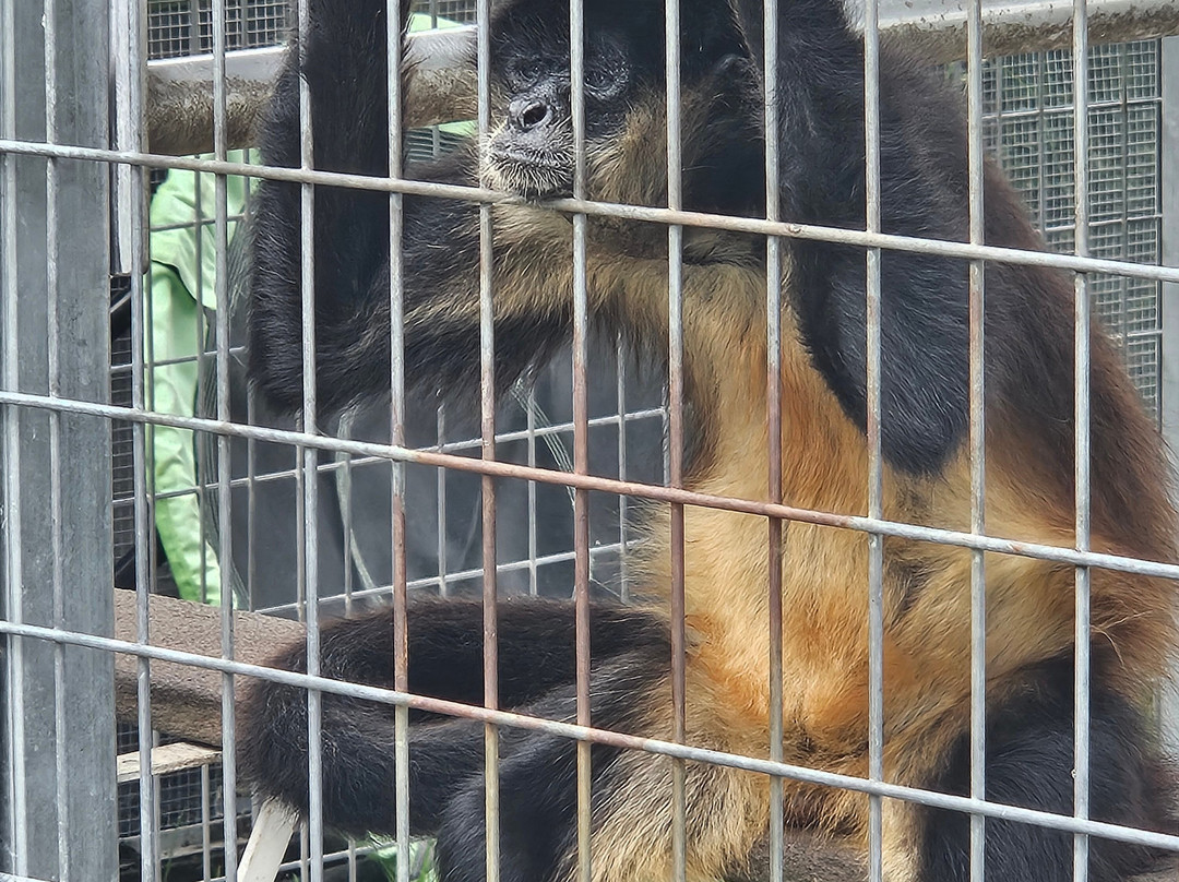 Big Cat Habitat-萨拉索塔必去景点