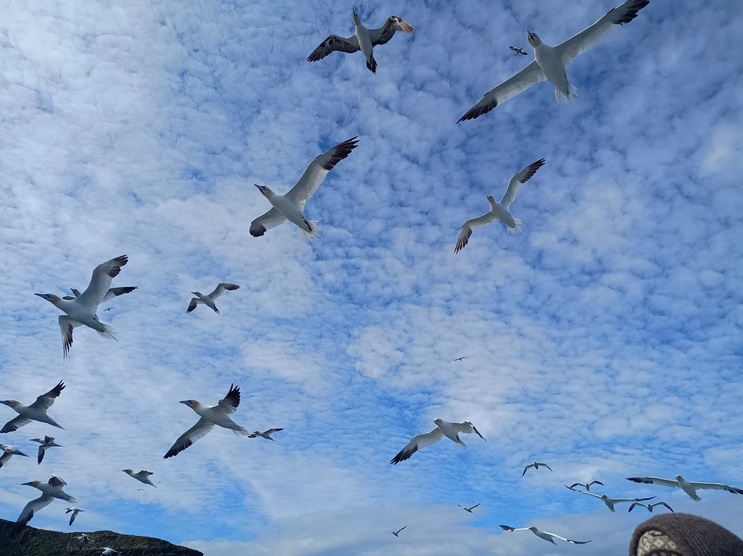 Shetland Seabird Tours - The Noss Boat-Lerwick必去景点