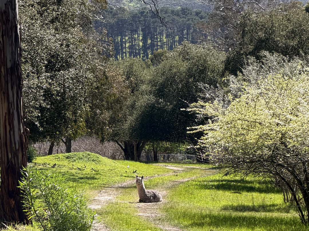Softfoot Farm & Wildlife Park-Hindmarsh Valley必去景点