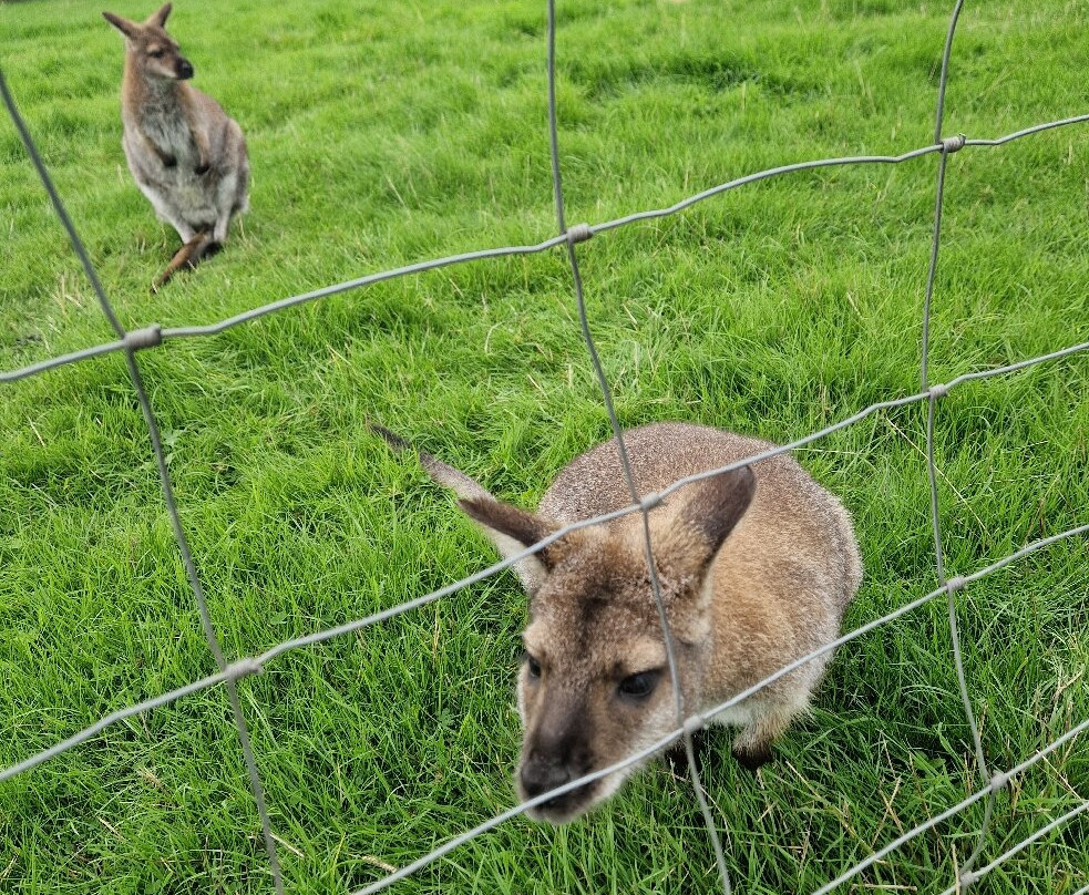 White Peak Alpaca Farm-Mobberley必去景点