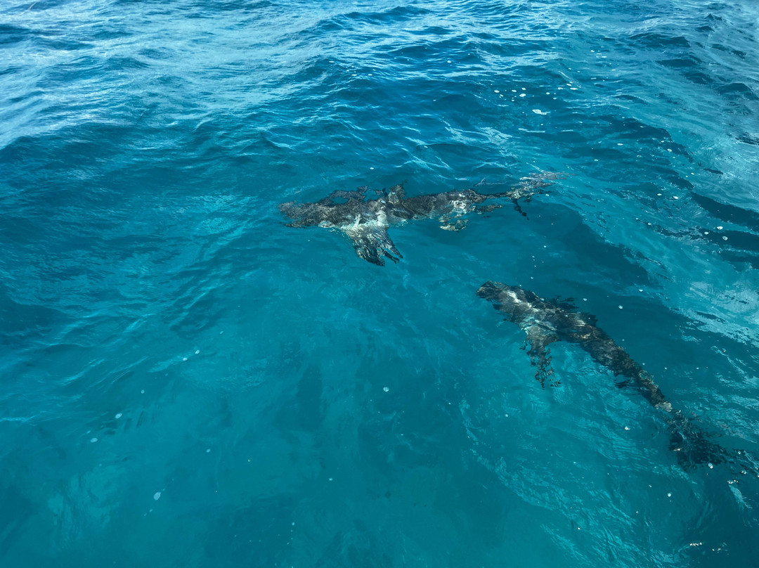 Neal Watson's Bimini Scuba Center-Alice Town必去景点