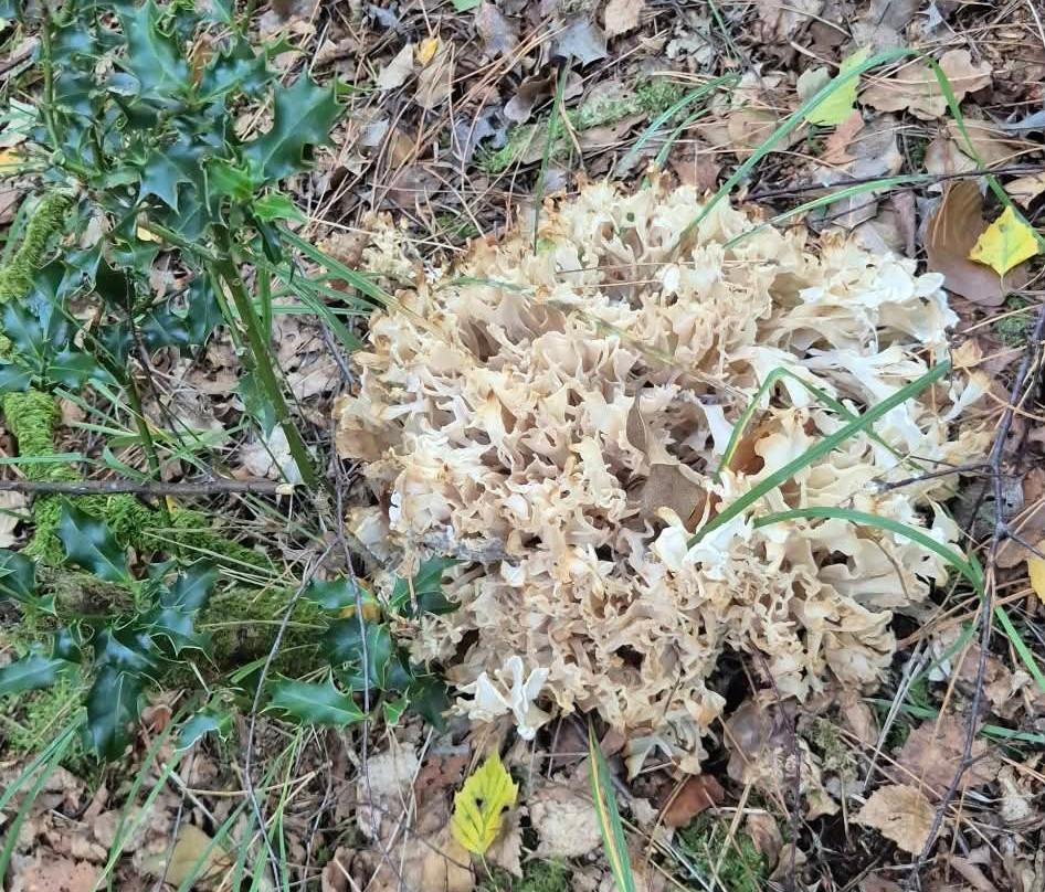 Wild Food Uk-Byford必去景点