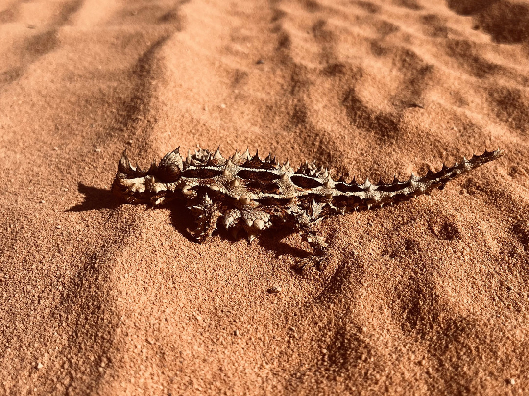 Shark Bay Coastal Tours-德纳姆必去景点