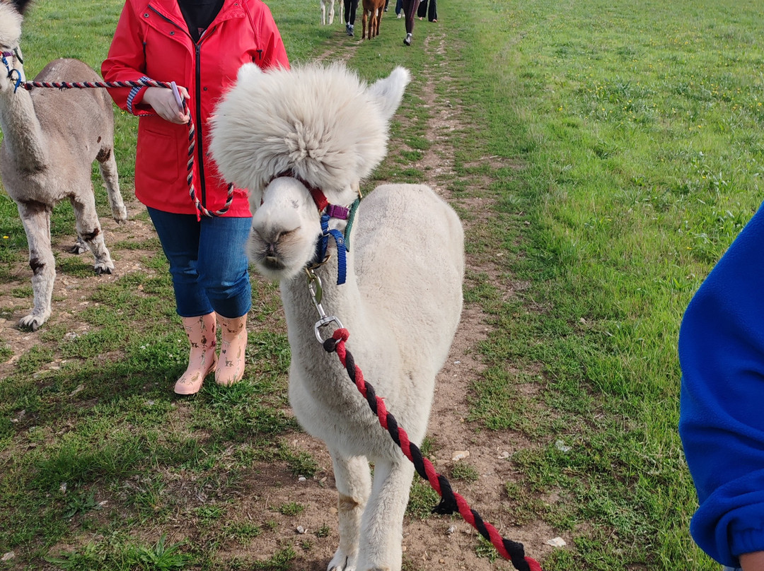 Lower Bush Alpacas-Cuxton必去景点