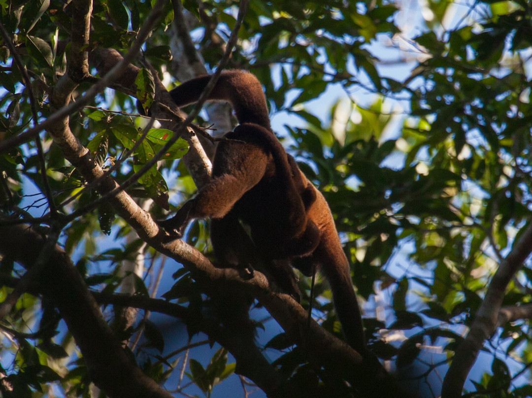 Tapiche Jungle Reserve-伊基托斯必去景点