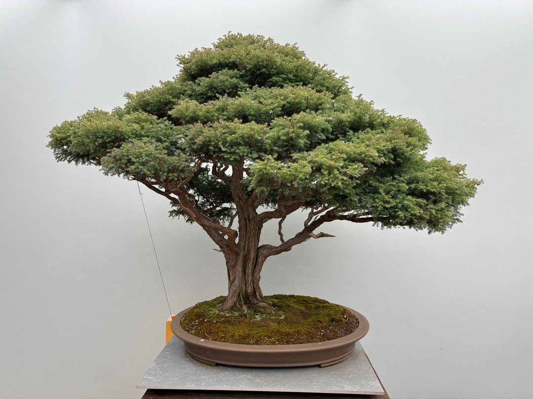 National Bonsai & Penjing Collection-Molonglo Valley必去景点