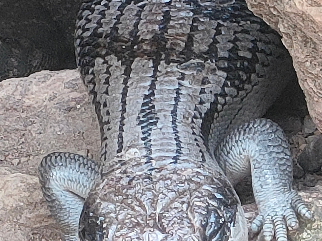 Reptile Park-瓦卡沃夫必去景点