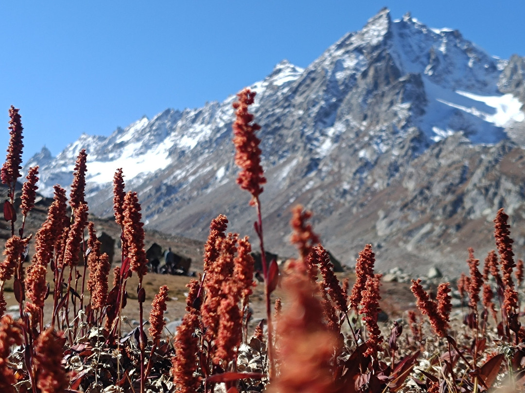Himalayas Griffon-阿姆利则必去景点