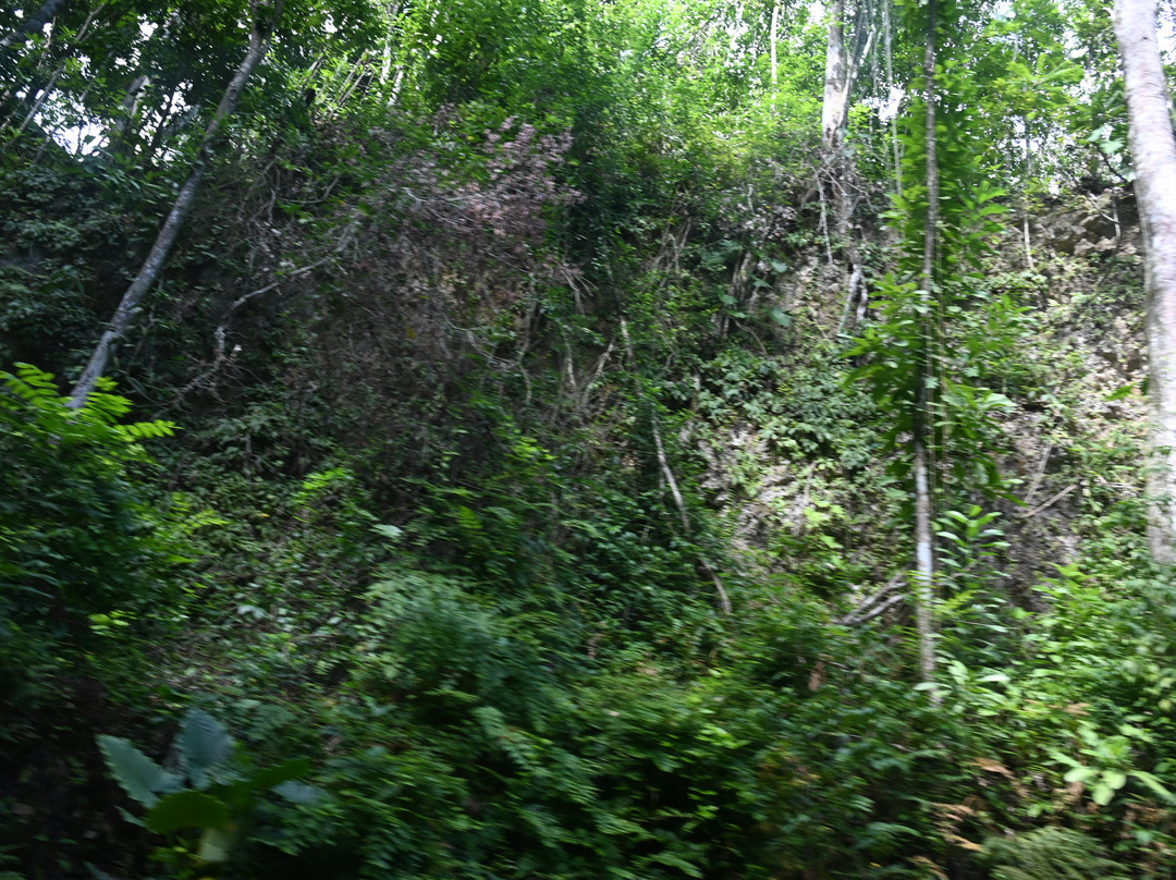 Fern Gully-奥乔里奥斯必去景点