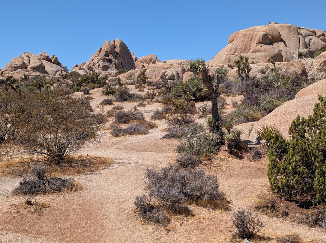 Joshua Tree National Park-约书亚树必去景点