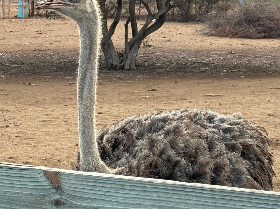 Curacao Ostrich Farm-库拉索必去景点