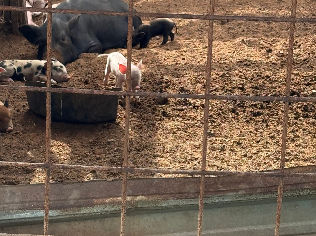 Curacao Ostrich Farm-库拉索必去景点