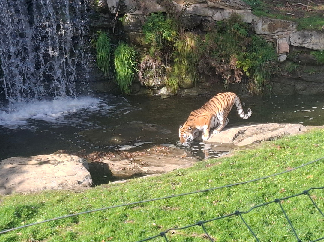 Yorkshire Wildlife Park-Auckley必去景点