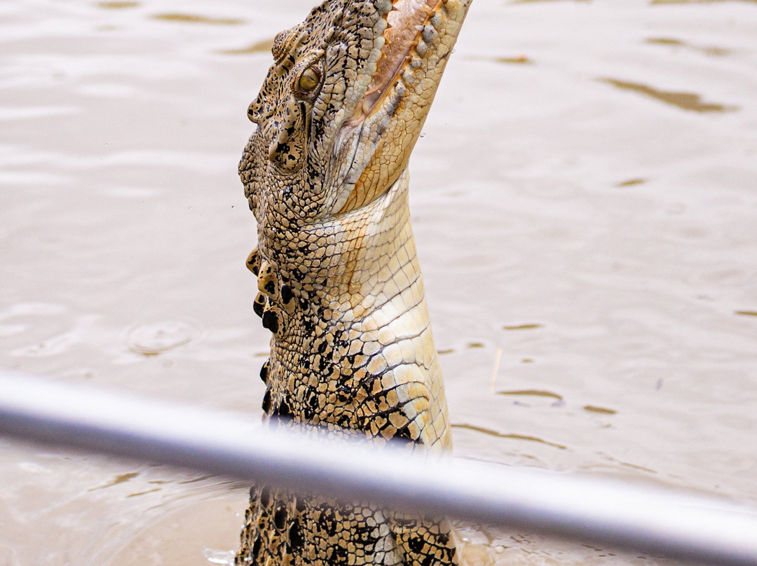 Adelaide River Cruises-达尔文市必去景点