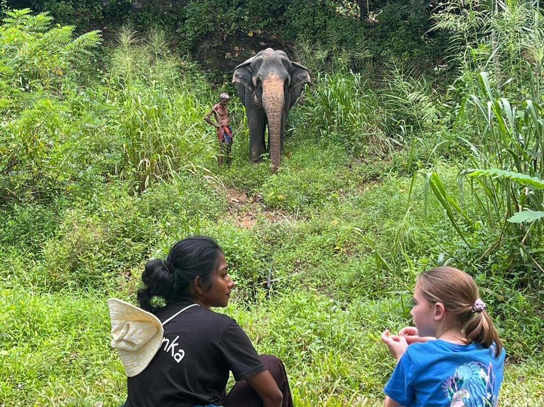 Elephant Freedom Project-凯格勒 必去景点