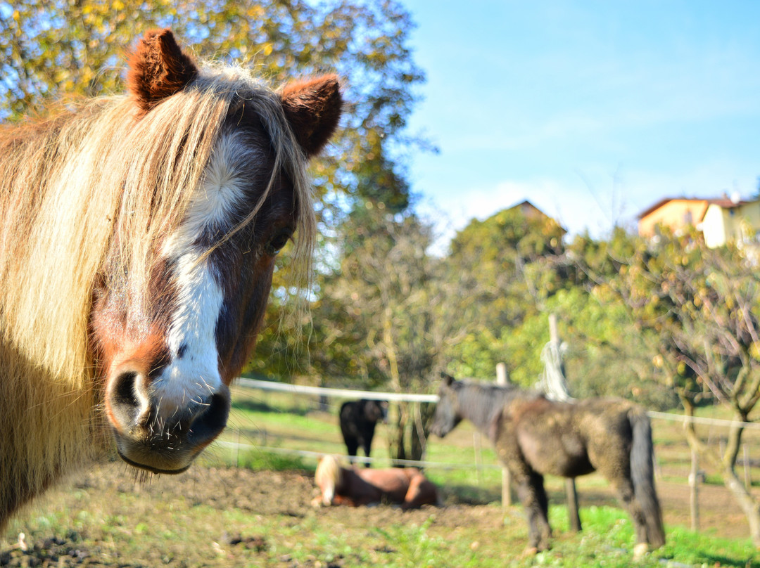 Pony Club La Valle del Bo'
