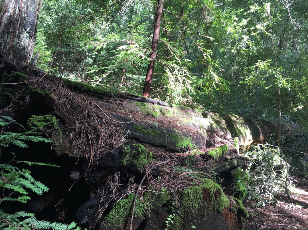 Big Basin Redwoods State Park景点图片