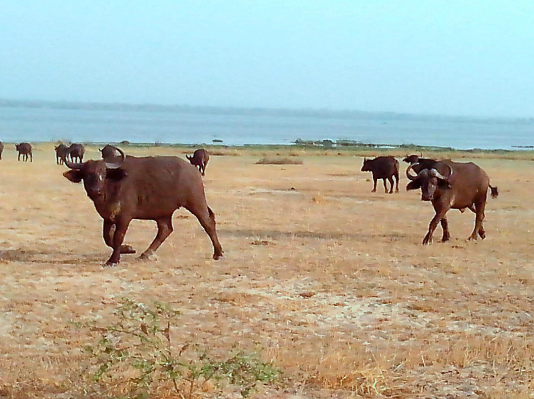 Upper Nile Safaris-坎帕拉必去景点