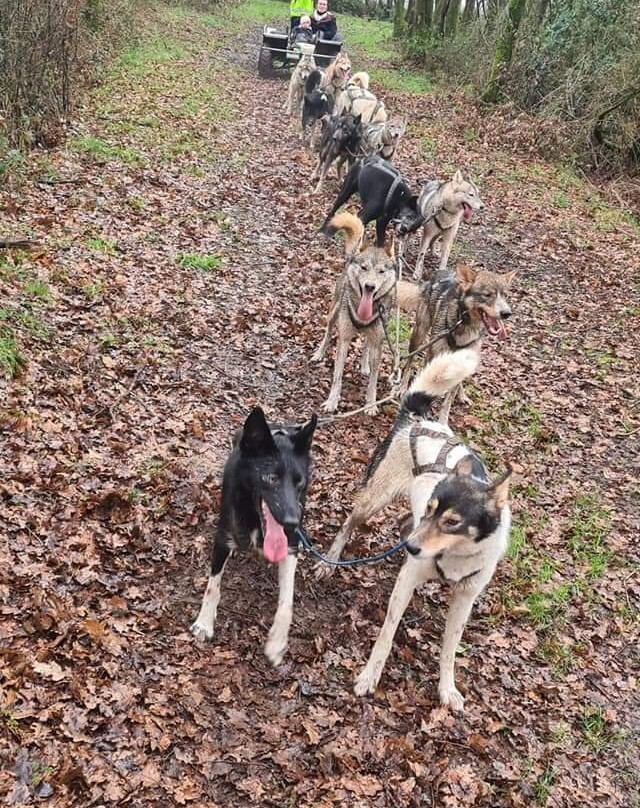 Husky d Anjou, chiens de traîneau