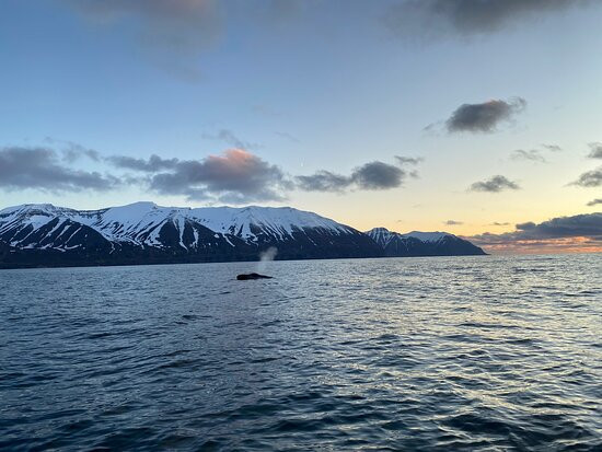 Arctic Sea Tours Whale Watching景点图片