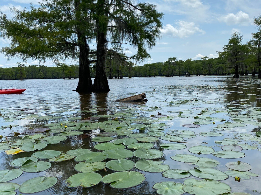 Caddo Lake Wildlife Management Area-Karnack必去景点