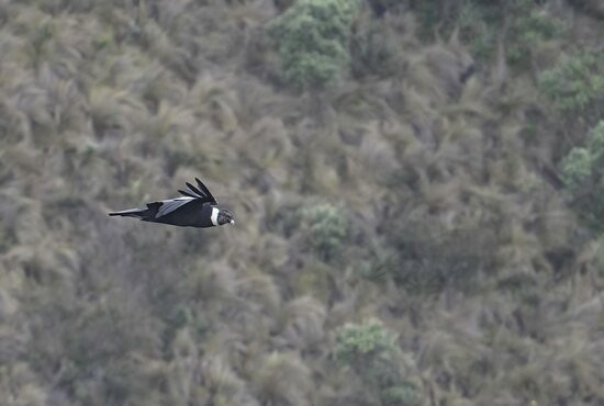 Antisana Ecological Reserve-Napo Province必去景点