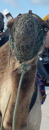 Passeios de Dromedarios-Natal必去景点