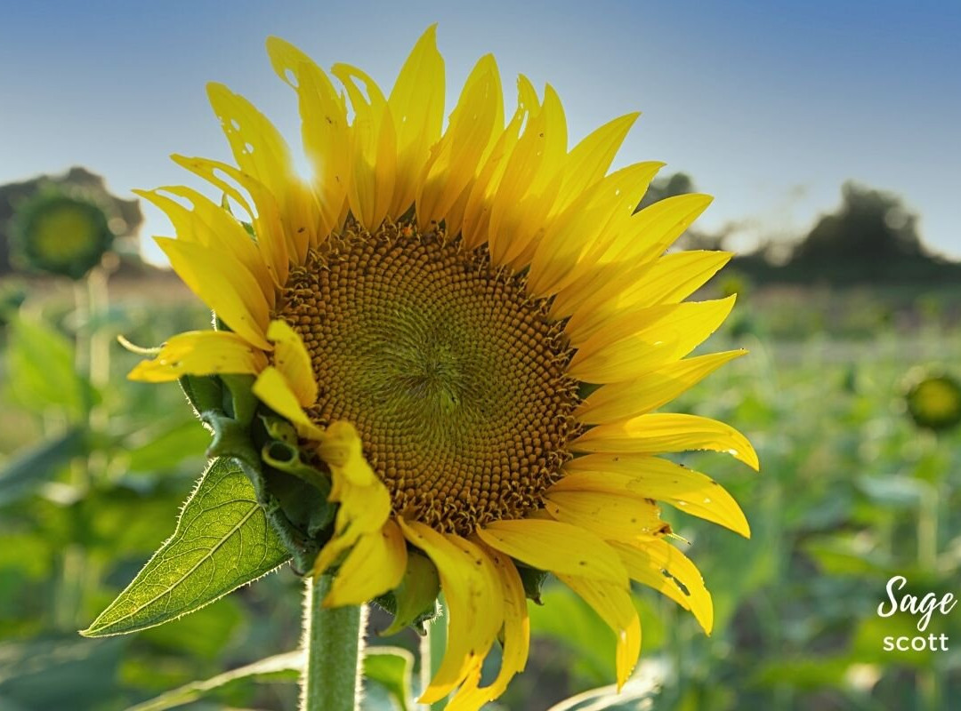 Grinter Farms-劳伦斯必去景点
